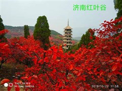 山东 红叶谷 / 红叶柿岩 1日游【一日一色，一步一景】